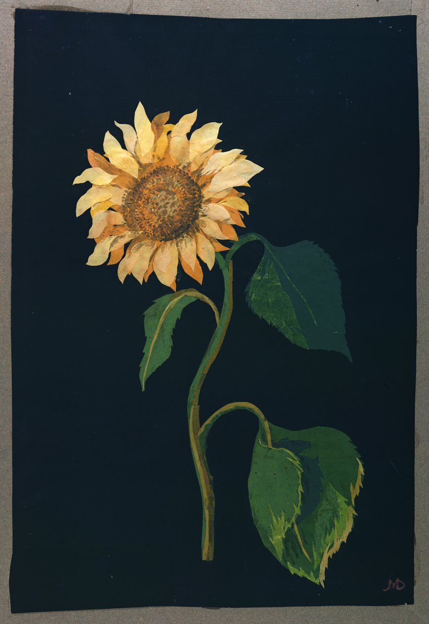 Slunečnice (papírová koláž) od Mary Granville Delany