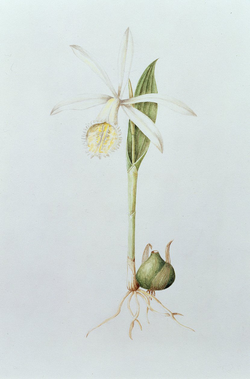 Pleione Formosana Alba (wc na papíře) od Mary Kenyon Slaney