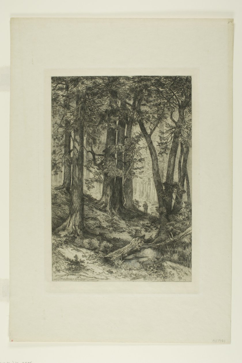 Kalifornský les od Mary Nimmo Moran