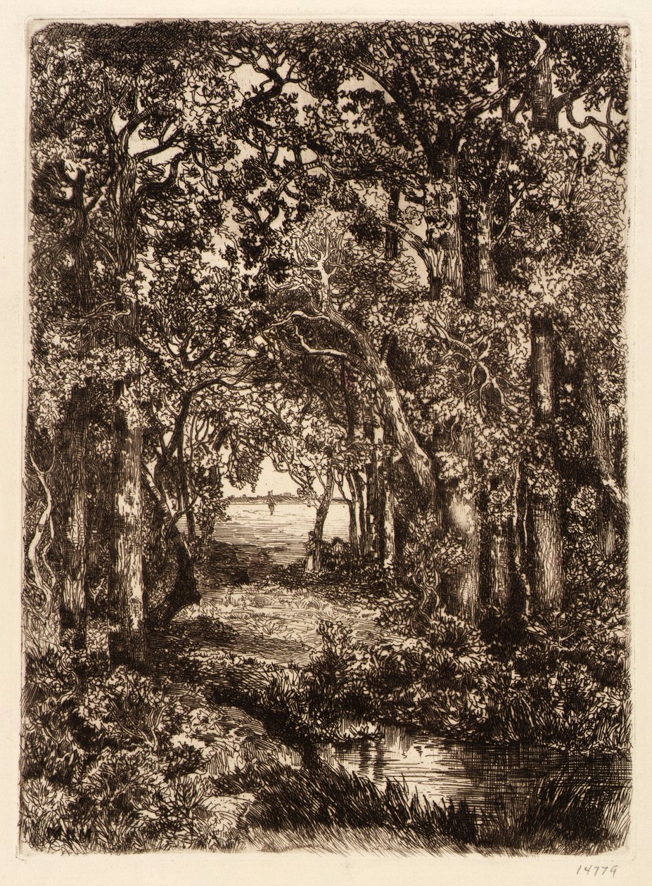 Moře lesem od Mary Nimmo Moran