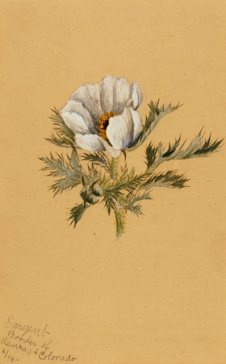 (Bez názvu) (studie květin) od Mary Vaux Walcott