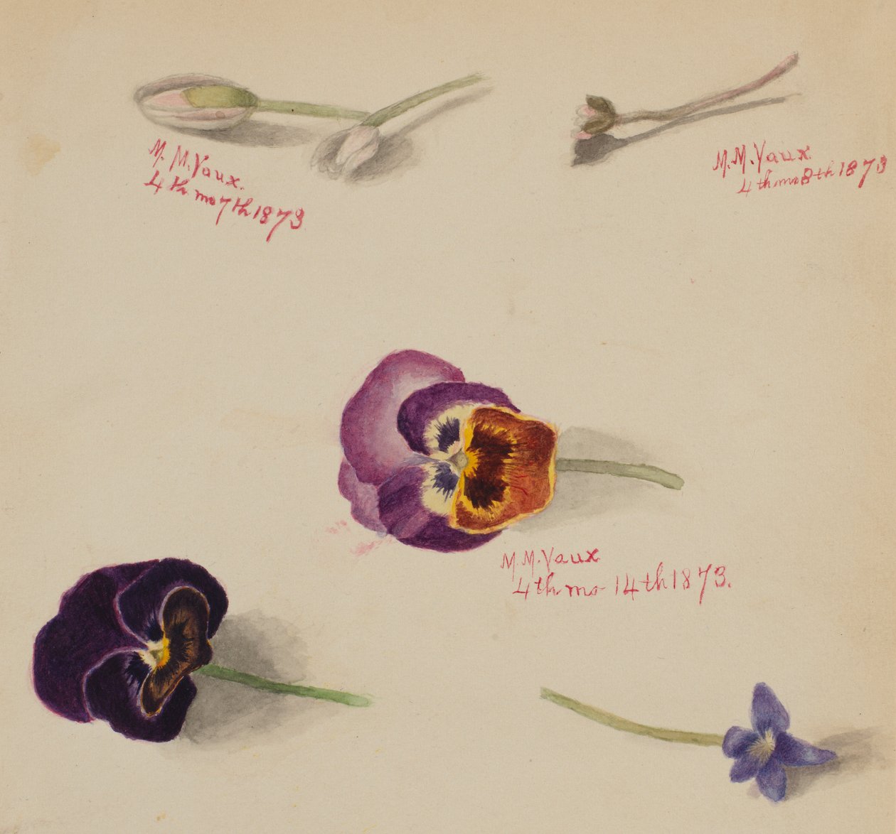 (Bez názvu - studie květin) od Mary Vaux Walcott