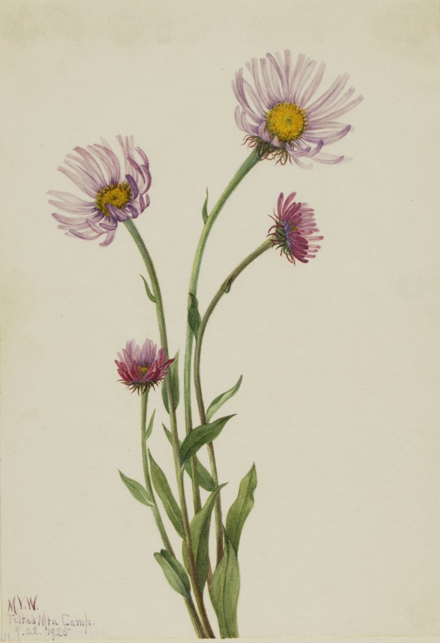 Aljaška Fleabane Erigeron salsuginosus, 1925. od Mary Vaux Walcott