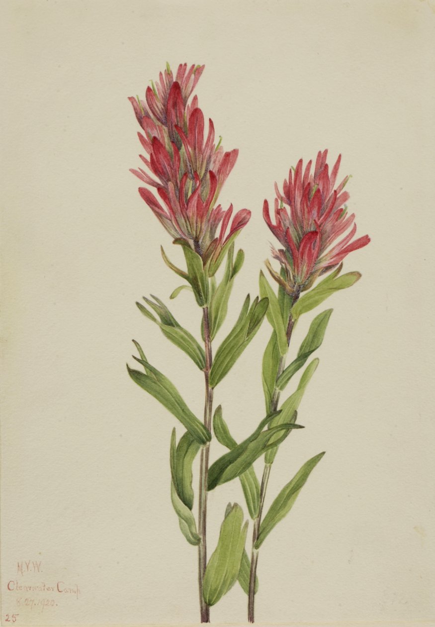 Alberta Paintbrush Castilleja miniata, 1920. od Mary Vaux Walcott