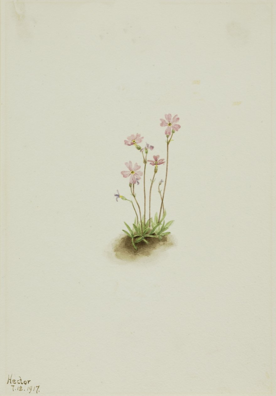 Alberta Primrose Primula maccalliana, 1917. od Mary Vaux Walcott