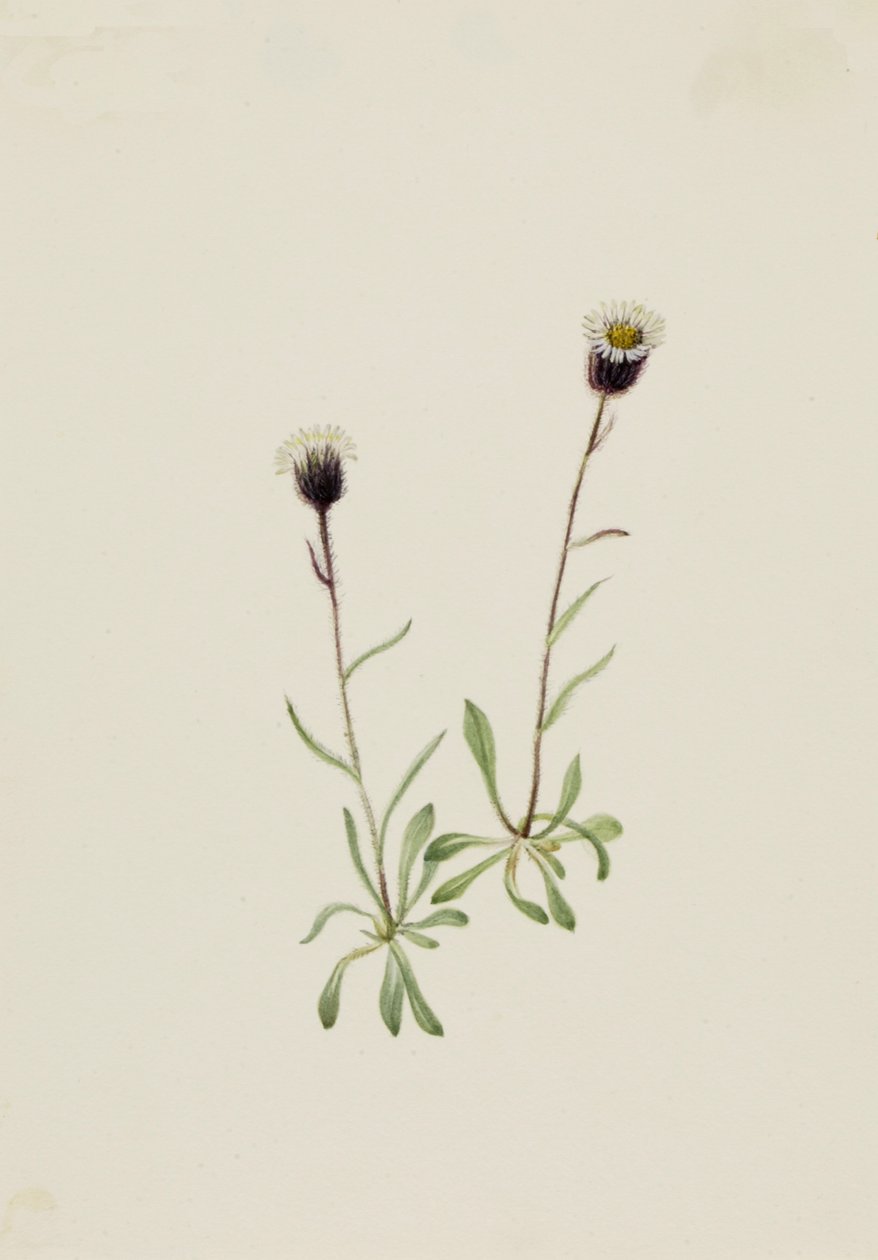Aleutský blešák Erigeron unalaschensis, n.d. od Mary Vaux Walcott