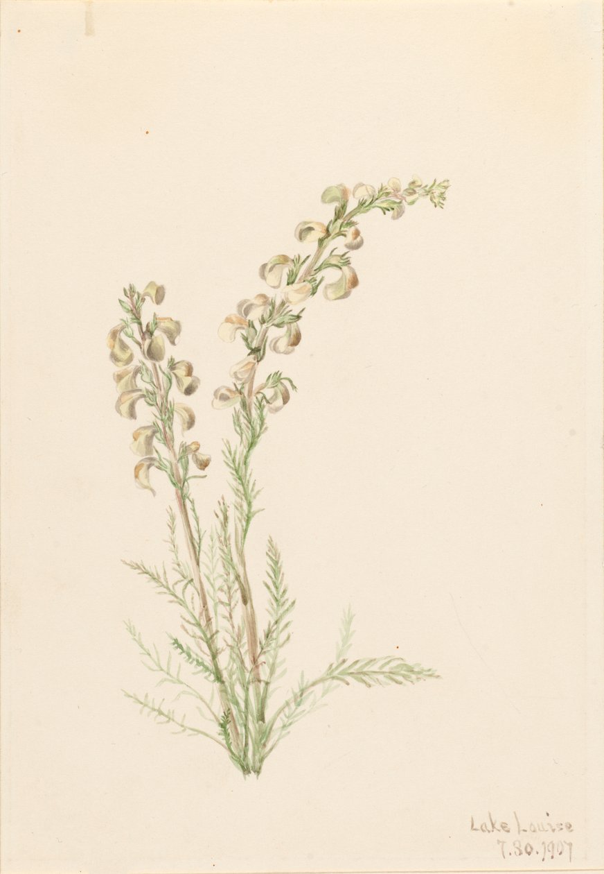 Alpine Fernlife Pedicularis contorta, 1907. od Mary Vaux Walcott