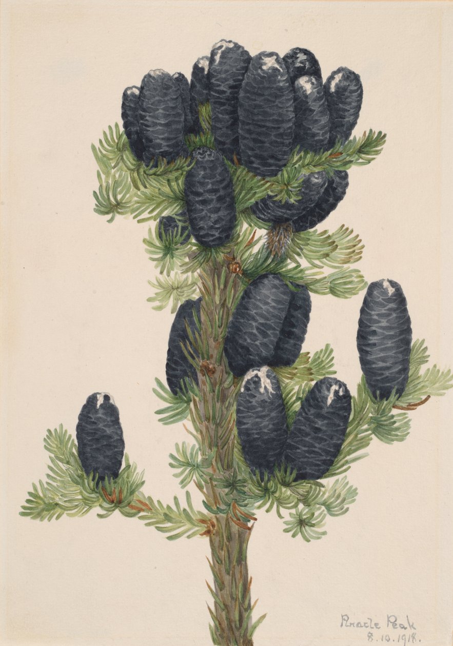 Jedle alpská Abies lasiocarpa, 1918. od Mary Vaux Walcott