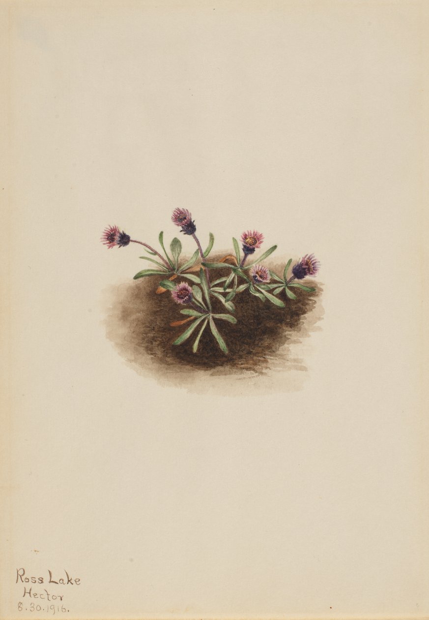 Alpine Fleabane Erigeron unalaschcensis, 1916. od Mary Vaux Walcott
