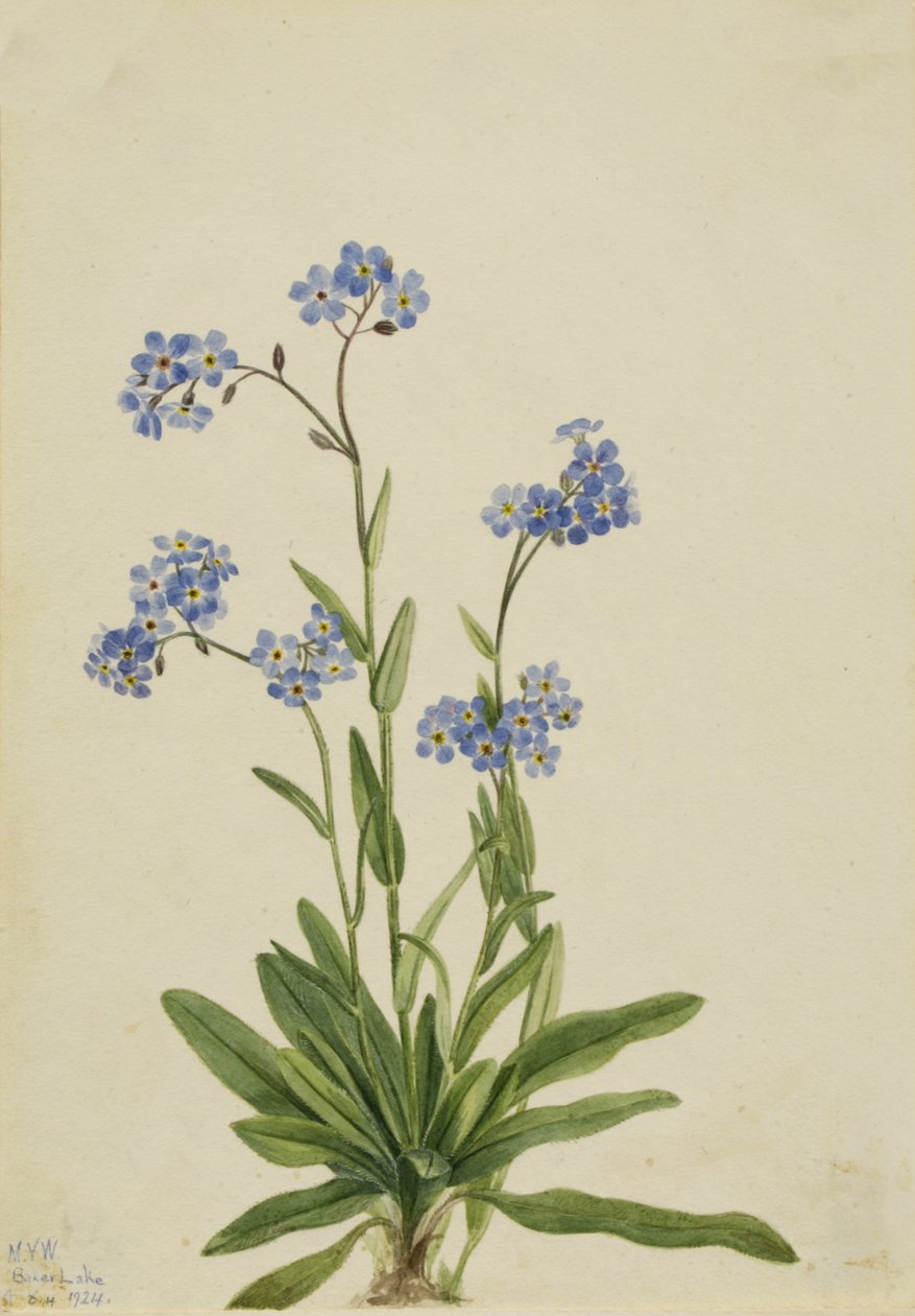 Alpská pomněnka Myosotis alpestris, 1924. od Mary Vaux Walcott