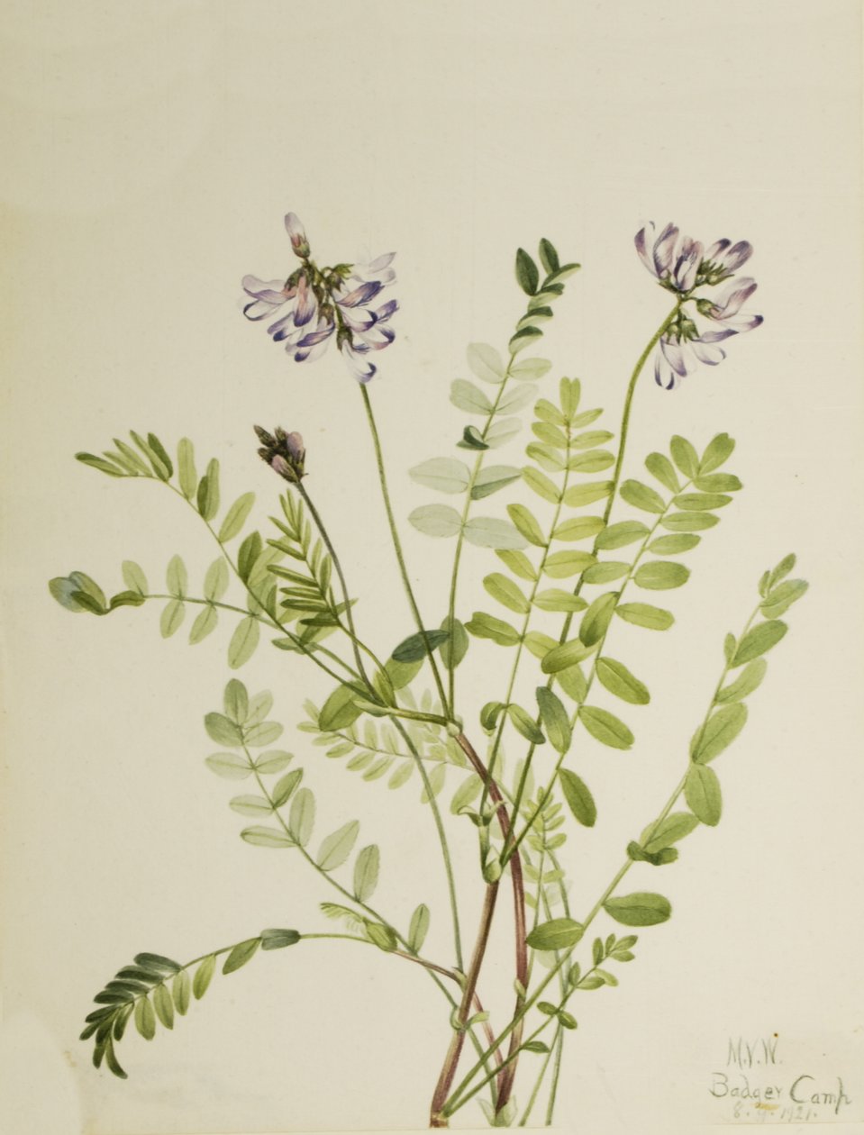 Milkvetch alpský Astragalus alpinus, 1921 od Mary Vaux Walcott