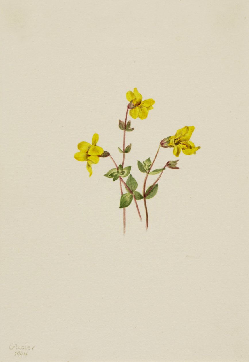 Květ alpské opice Mimulus caespitosus, 1904. od Mary Vaux Walcott