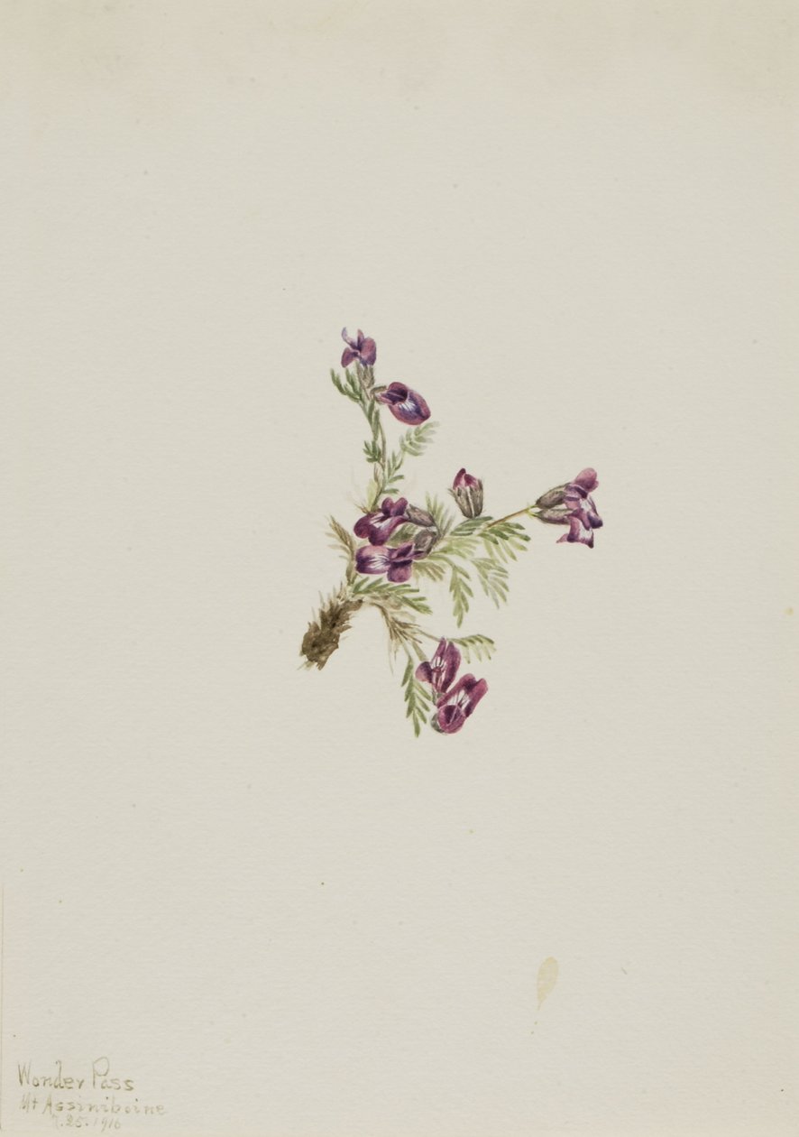 Ostrožka alpská (Oxytropis podocarpa) od Mary Vaux Walcott