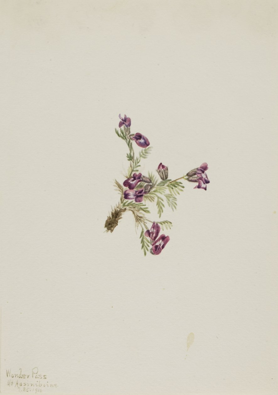 Alpine Pointvetch Oxytropis podocarpa, 1916. od Mary Vaux Walcott