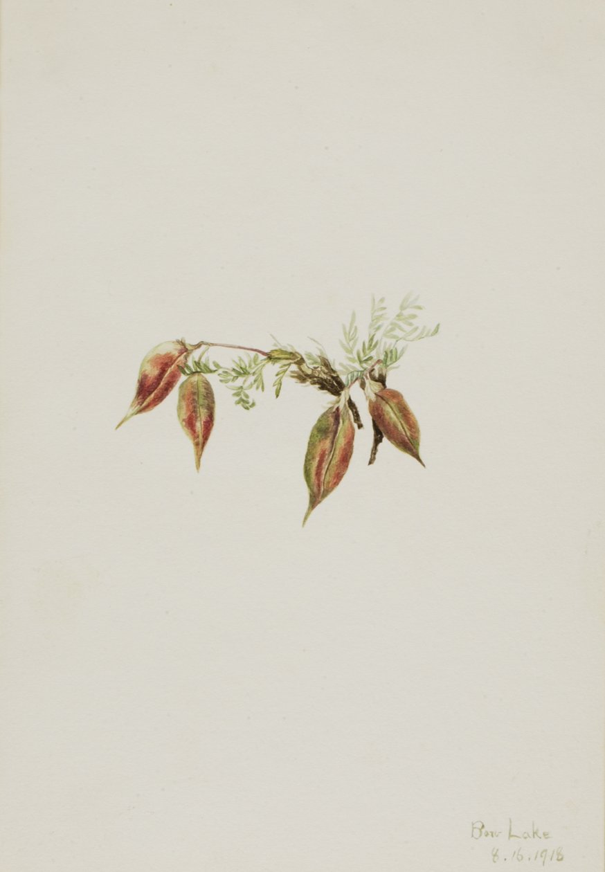Alpine Pointvetch Oxytropis podocarpa, 1918. od Mary Vaux Walcott