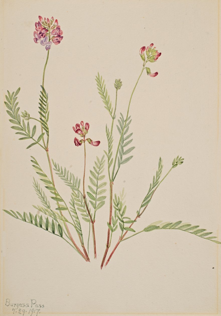 Věta alpská Astragalus bourgovii, 1917. od Mary Vaux Walcott