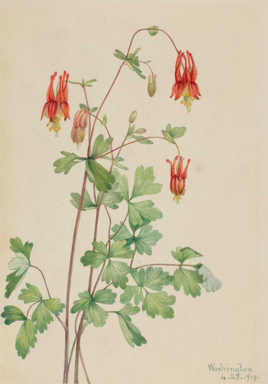 Americká Columbine Aquilegia canadensis, 1919. od Mary Vaux Walcott