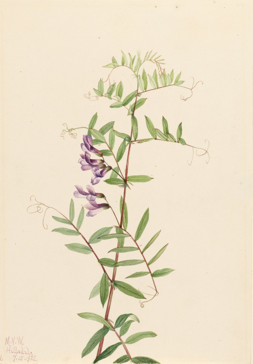 Americká Vetch Vicia americana, 1922. od Mary Vaux Walcott