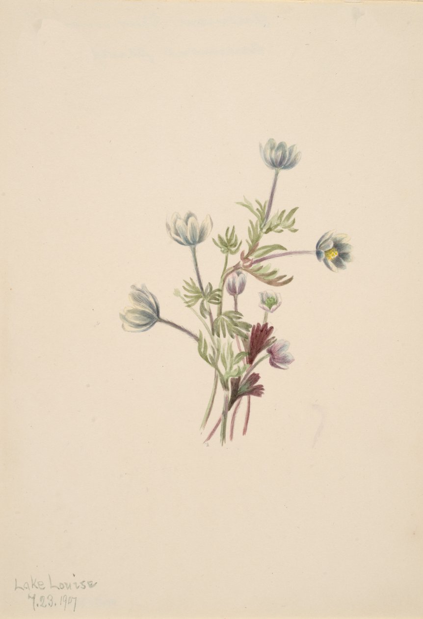 Anemone Anemone drummondii, 1907. od Mary Vaux Walcott