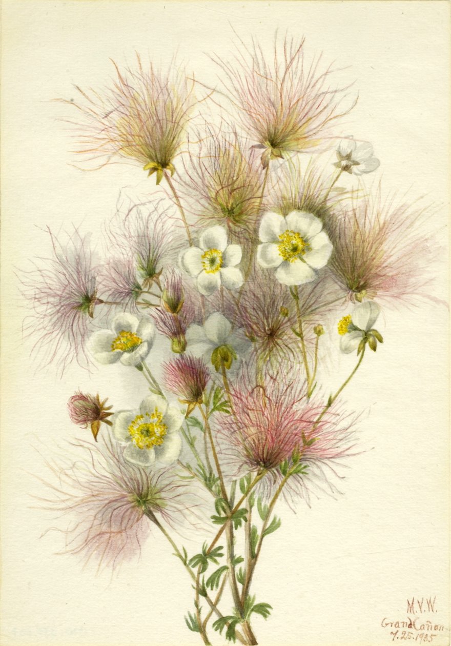 Apache Plume Fallugia paradoxa, 1935. od Mary Vaux Walcott