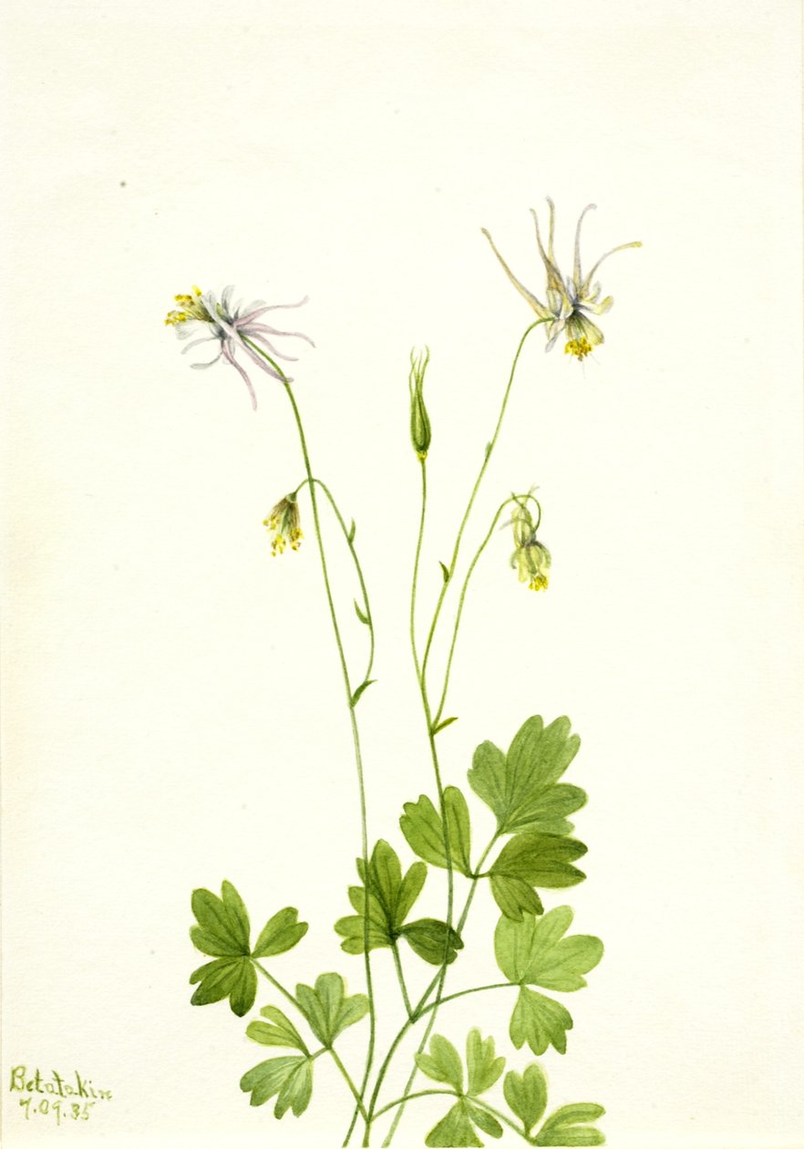 Aquilegia ecalcarata, 1935. od Mary Vaux Walcott
