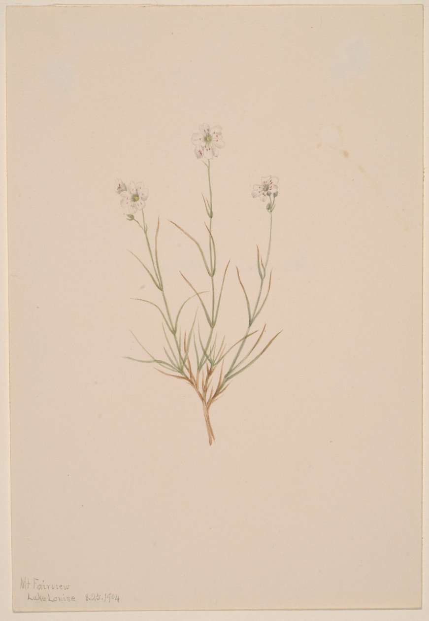 Pískovec Formosa, 1904. od Mary Vaux Walcott