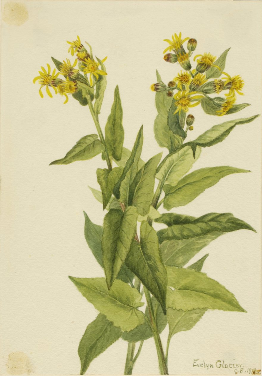 Arrowleaf Svízel Senecia triangularis, 1916. od Mary Vaux Walcott