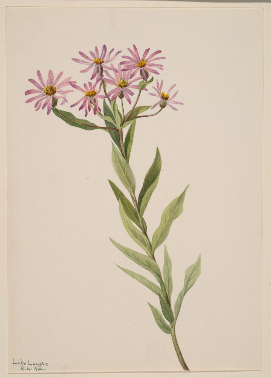 Aster Engelmann, 1904. od Mary Vaux Walcott