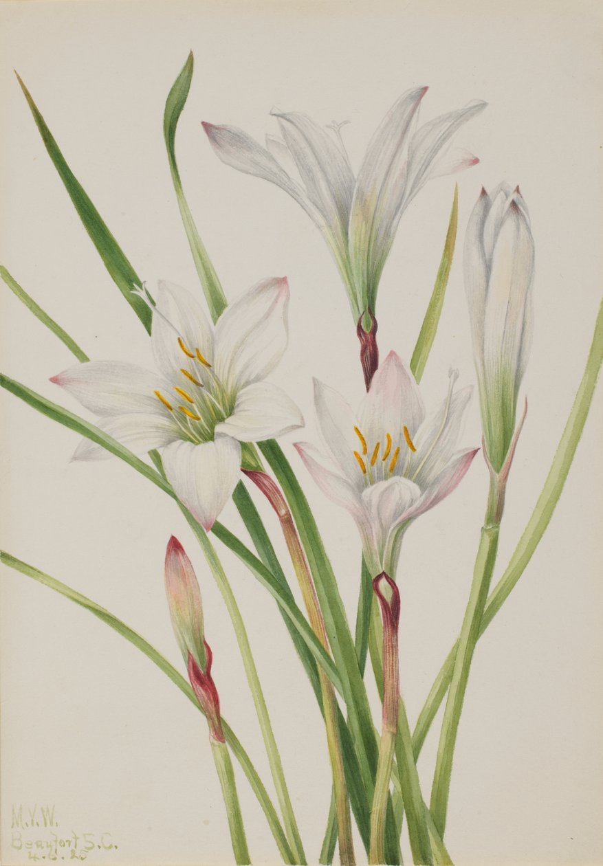 Atamasco-Lily Atamasco atamasco, 1925. od Mary Vaux Walcott
