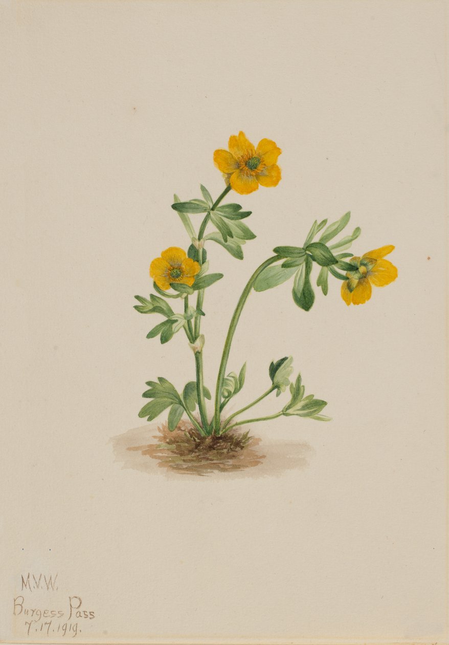 Avalanche Buttercup Ranunculus suksdorfii, 1919. od Mary Vaux Walcott
