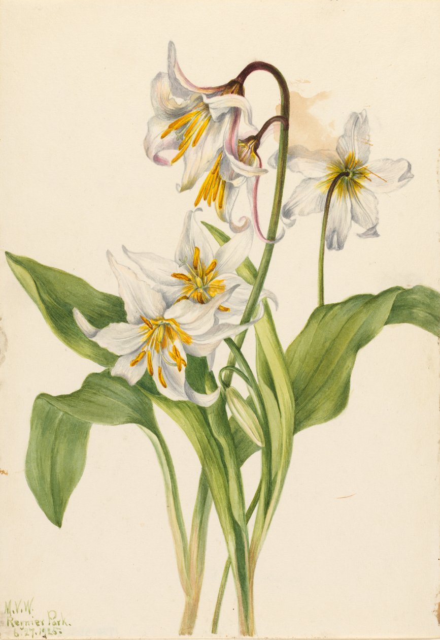 Lavinová lilie (Erythronium montanum) od Mary Vaux Walcott