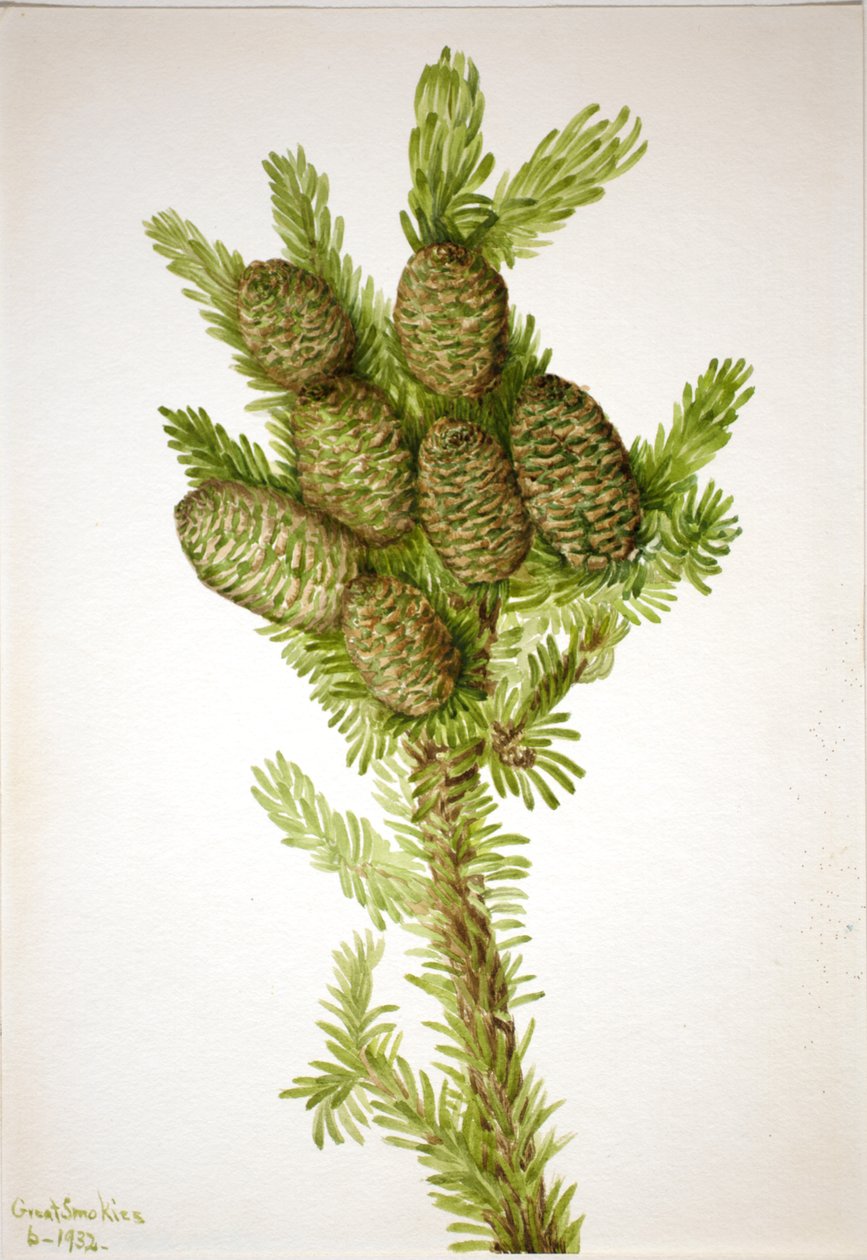 Balsam Fir Albies fraseri, 1932. od Mary Vaux Walcott