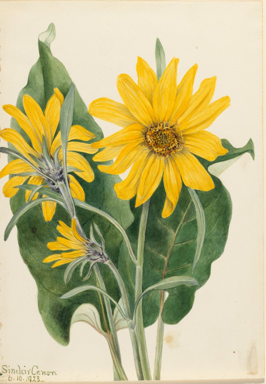 Balsamroot Balsamorhiza sagittata, 1923. od Mary Vaux Walcott