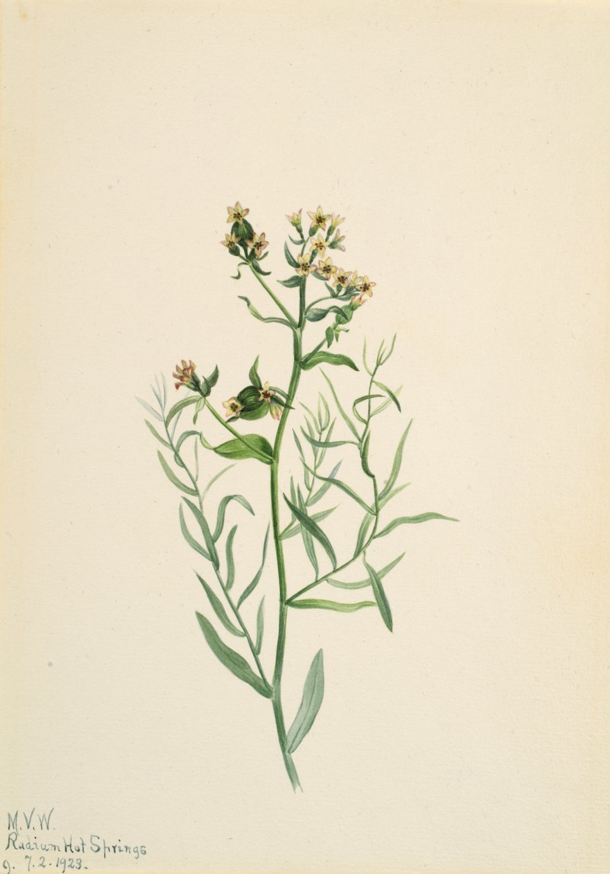 Bastard Toadflax Comandra pallida, 1923. od Mary Vaux Walcott