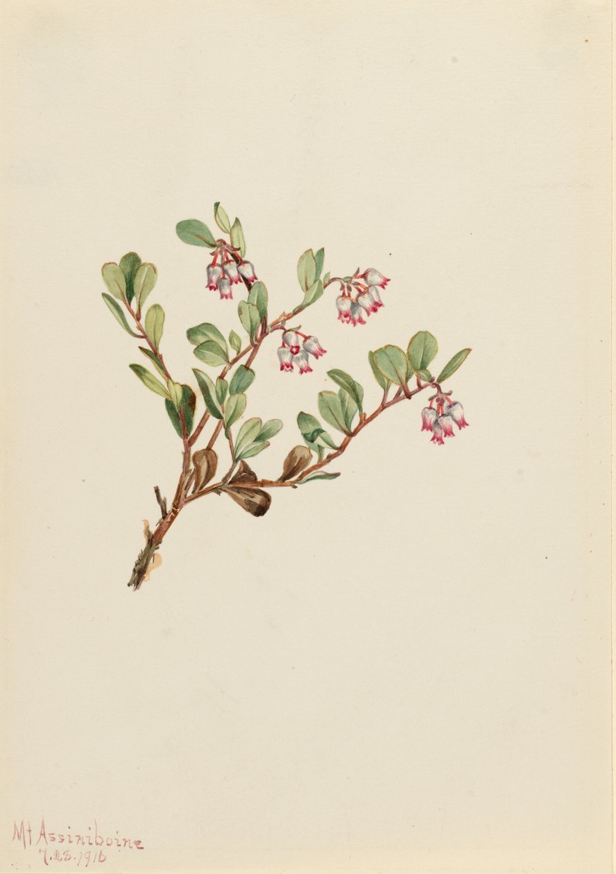 Medvědice lékařská (Arctostaphylos uva-ursi) od Mary Vaux Walcott