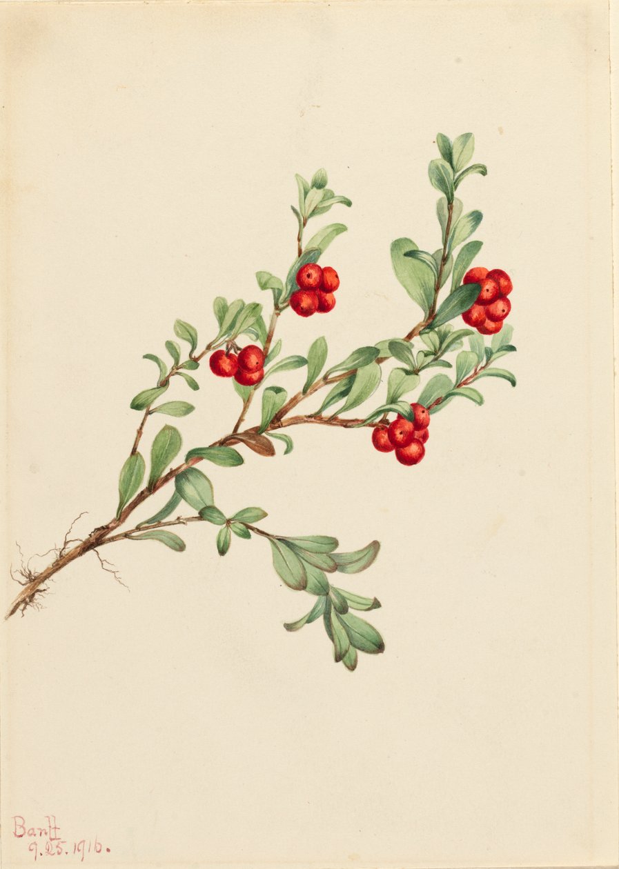 Medvědice Arctostaphylos uva-ursi, 1916. od Mary Vaux Walcott