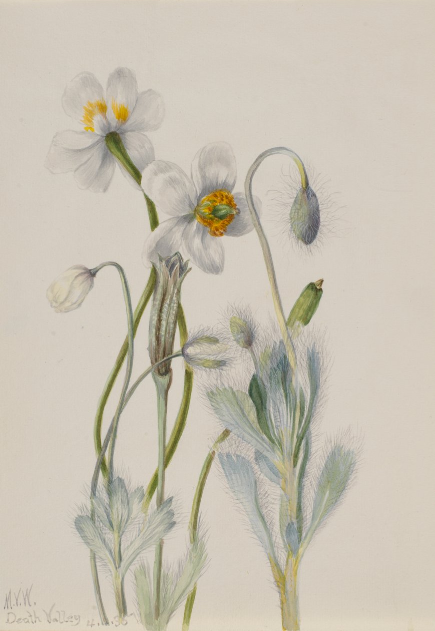 Bearpoppy Arctomecon merriami, 1935. od Mary Vaux Walcott