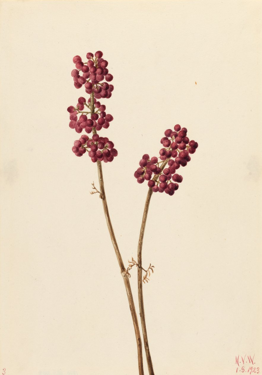 Beauty Berry Callicarpa americana, 1923. od Mary Vaux Walcott