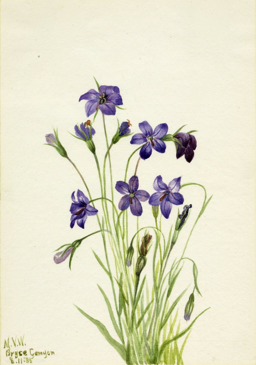 Zvonek (Campanula) od Mary Vaux Walcott
