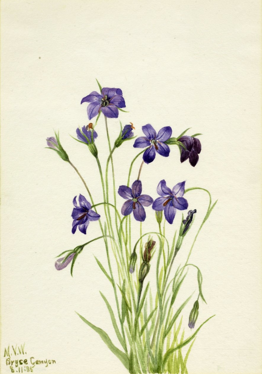 Bellflower Campanula, 1935. od Mary Vaux Walcott