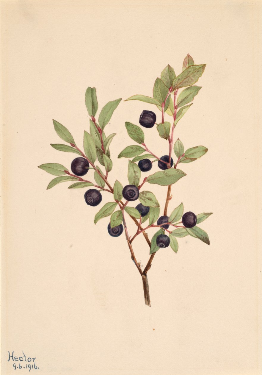 Velká borůvka Vaccinium membranaceum, 1916. od Mary Vaux Walcott