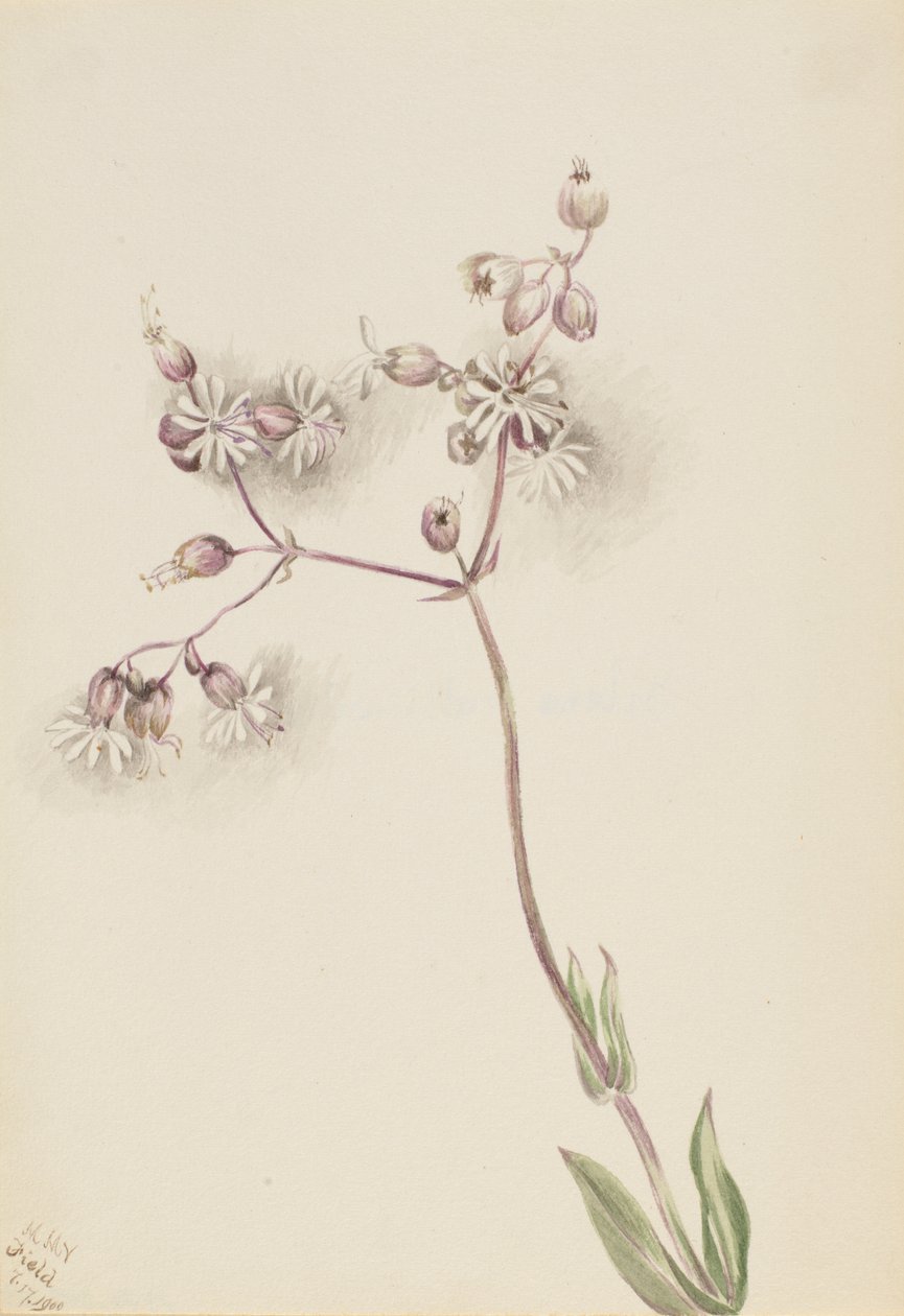Campion měchýřkovitý (Silene latifolia) od Mary Vaux Walcott