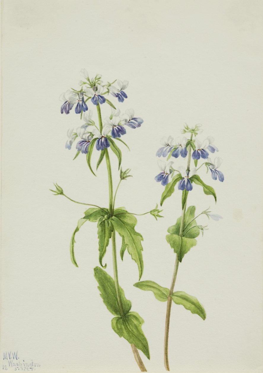 Modrooká Mary (Collinsia verna) od Mary Vaux Walcott
