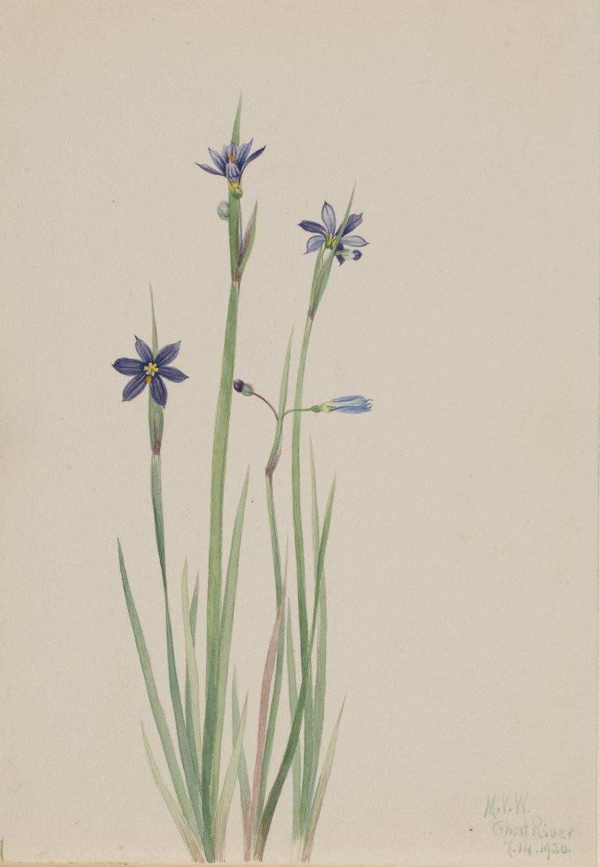 Modroočka Sisyrinchium angustifolium, 1920. od Mary Vaux Walcott