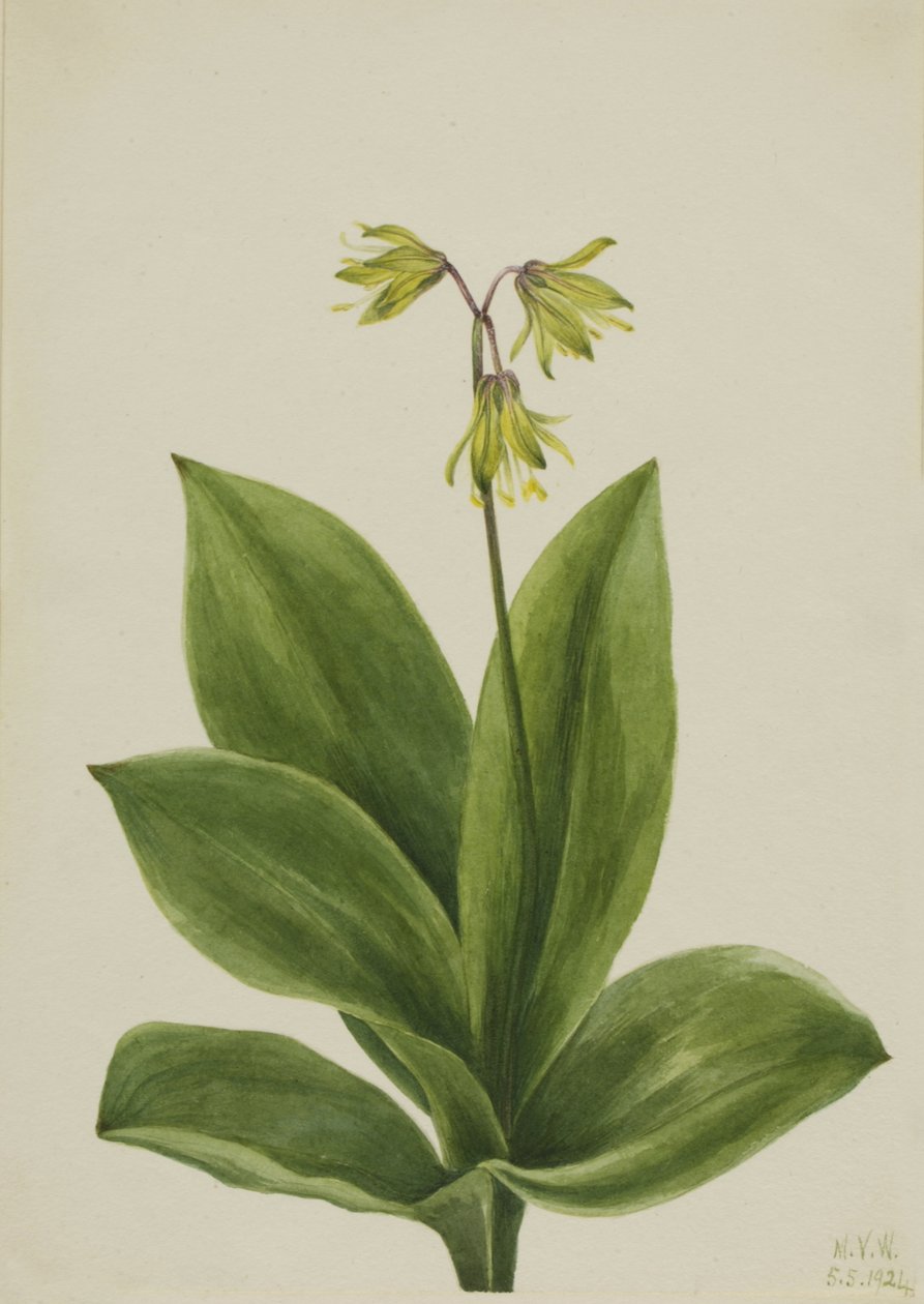 Modrý korálek Clintonia borealis, 1924. od Mary Vaux Walcott
