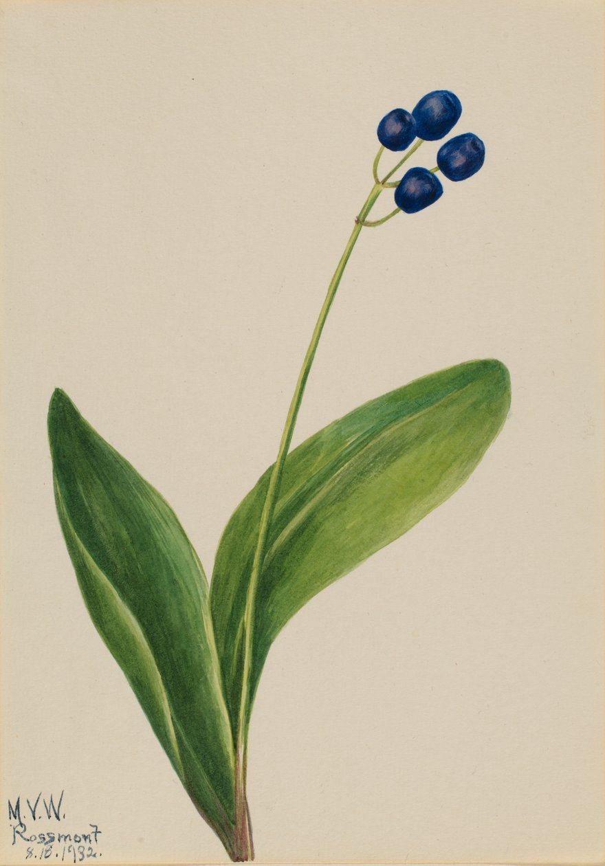 Modrý korálek Clintonia borealis, 1932. od Mary Vaux Walcott