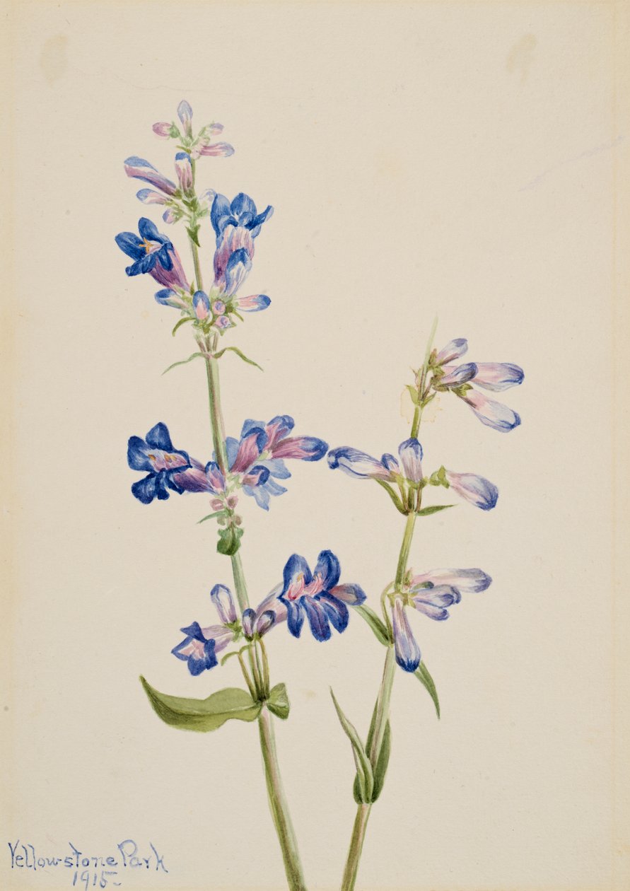 Blue Beardtongue Penstemon, 1915. od Mary Vaux Walcott