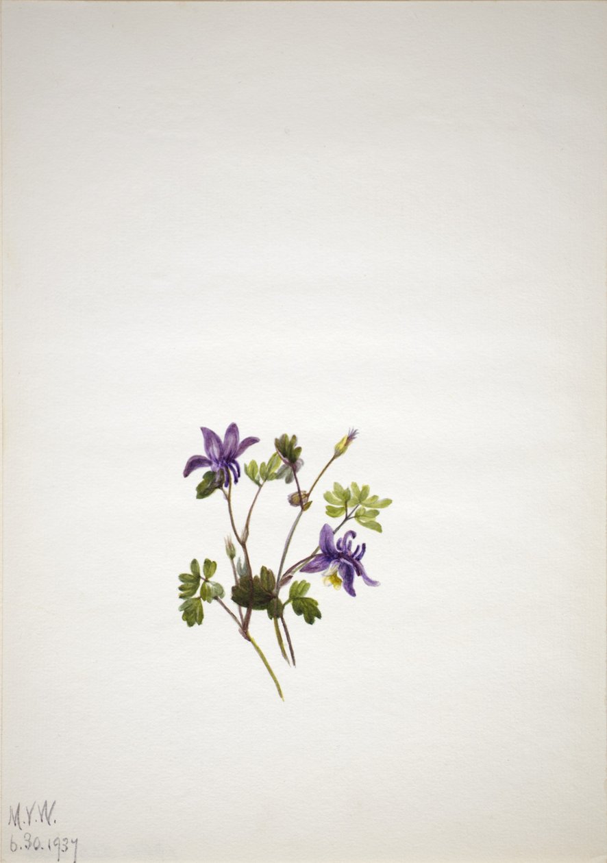 Modrá kolumbie (Aquilegia saximontana) od Mary Vaux Walcott