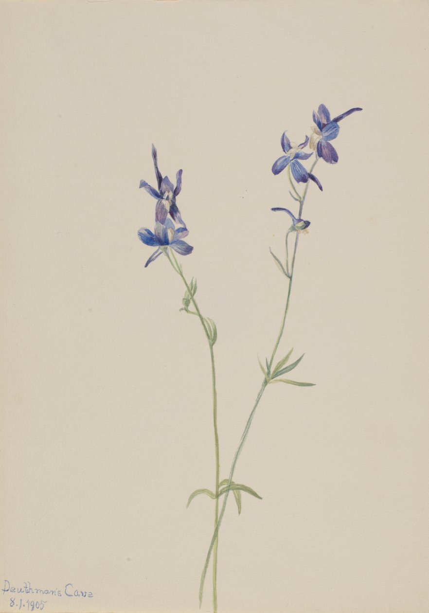 Modrý skřivan (Delphinium nuttallianum) od Mary Vaux Walcott