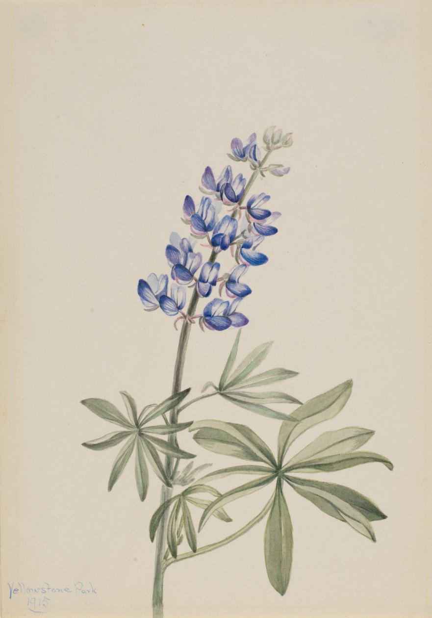 Modrá vlčí bob Lupinus argenteus, 1915. od Mary Vaux Walcott